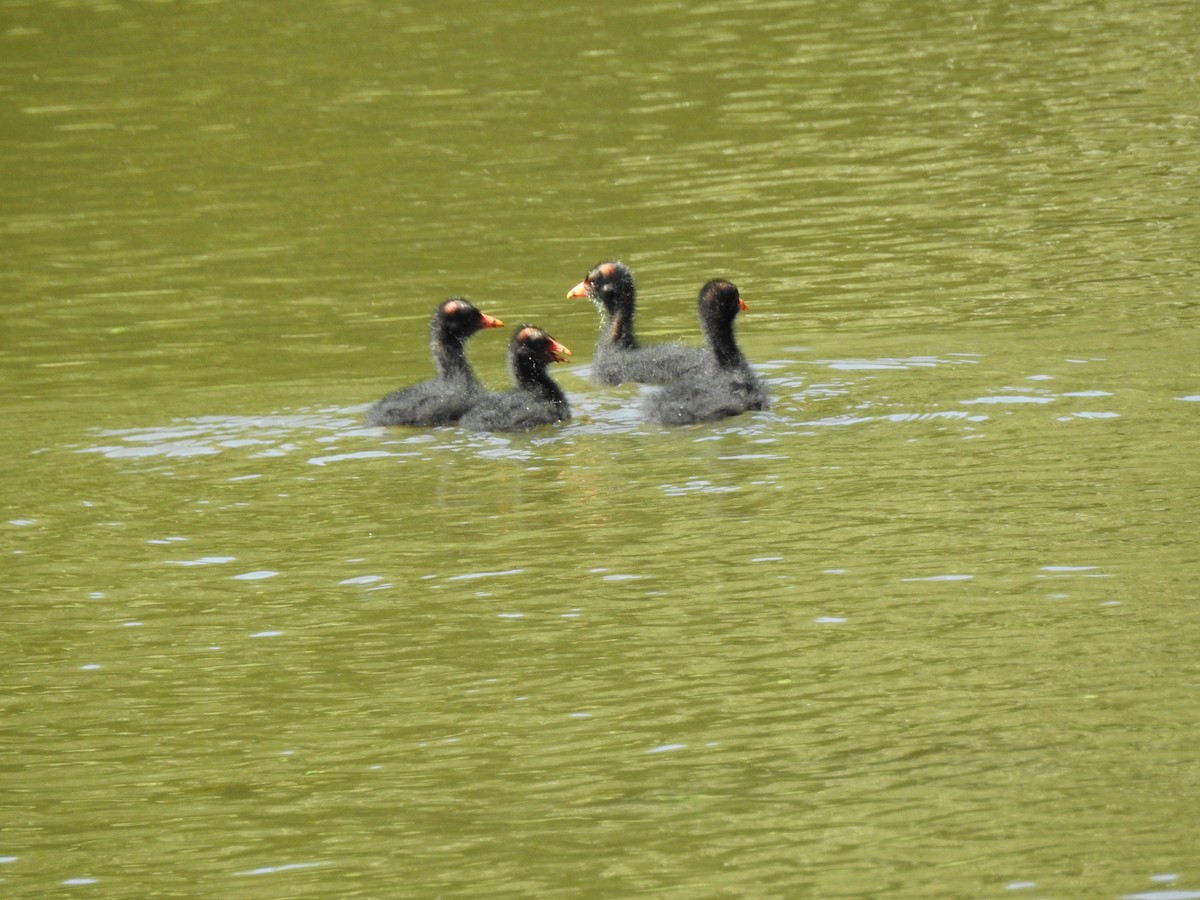 Gallinule d'Amérique - ML490891161