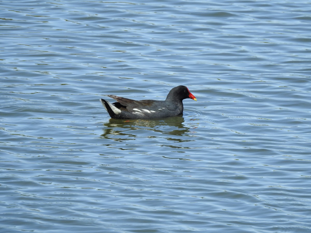 Common Gallinule - ML490891171