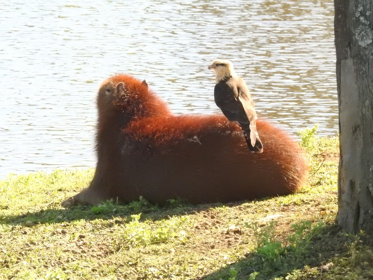 Caracara à tête jaune - ML490891221