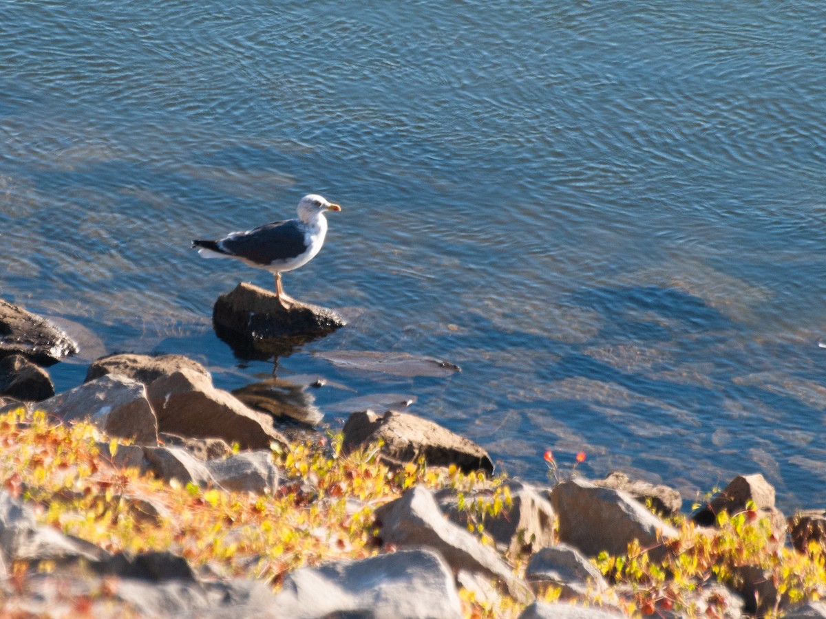 Lesser Black-backed Gull - ML490891421
