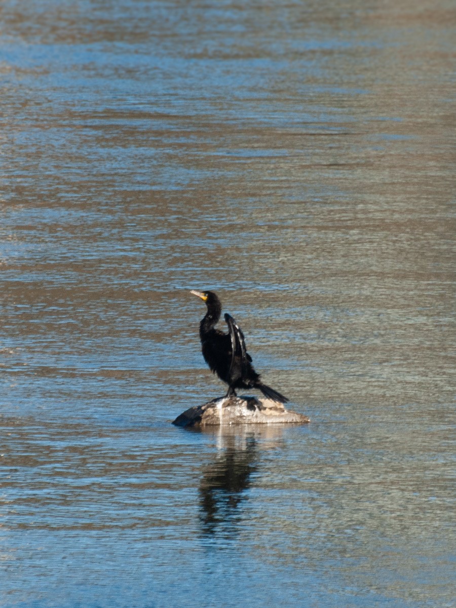 Double-crested Cormorant - ML490891431