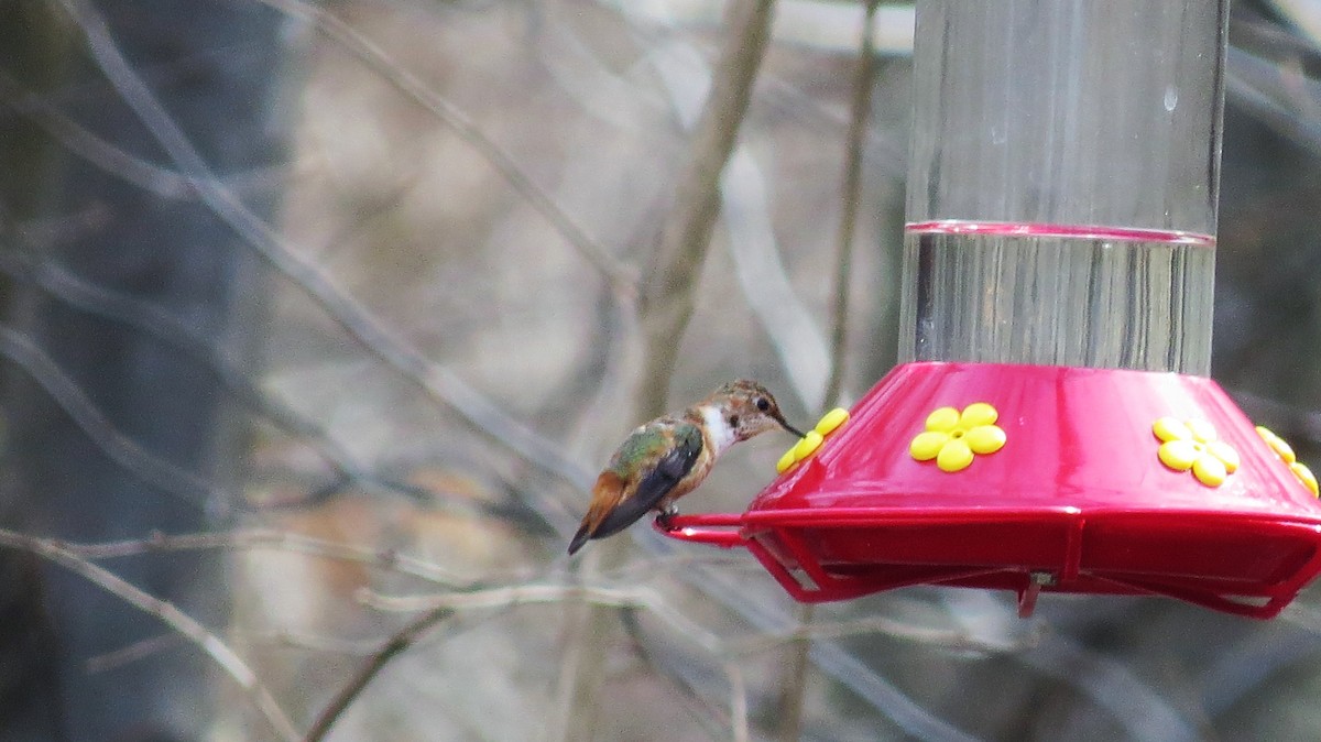 Rufous Hummingbird - ML49089151