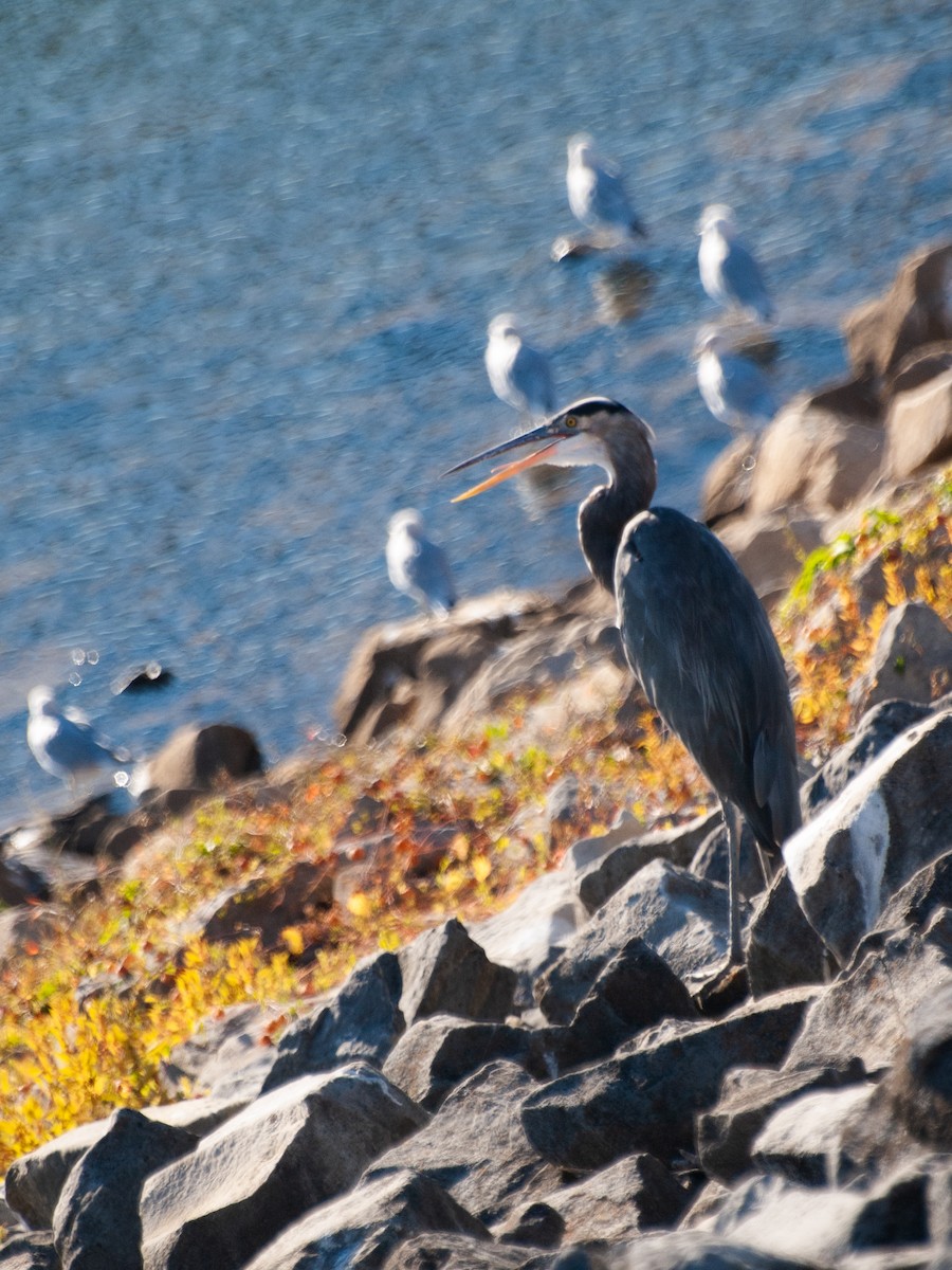 Great Blue Heron - ML490891591