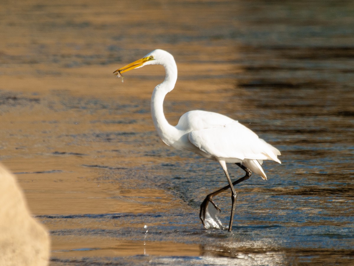 Great Egret - ML490891651