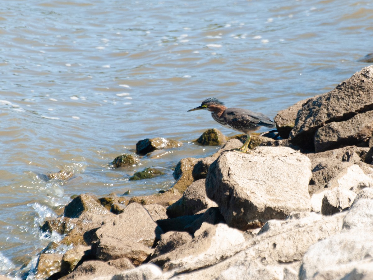 Green Heron - ML490892031