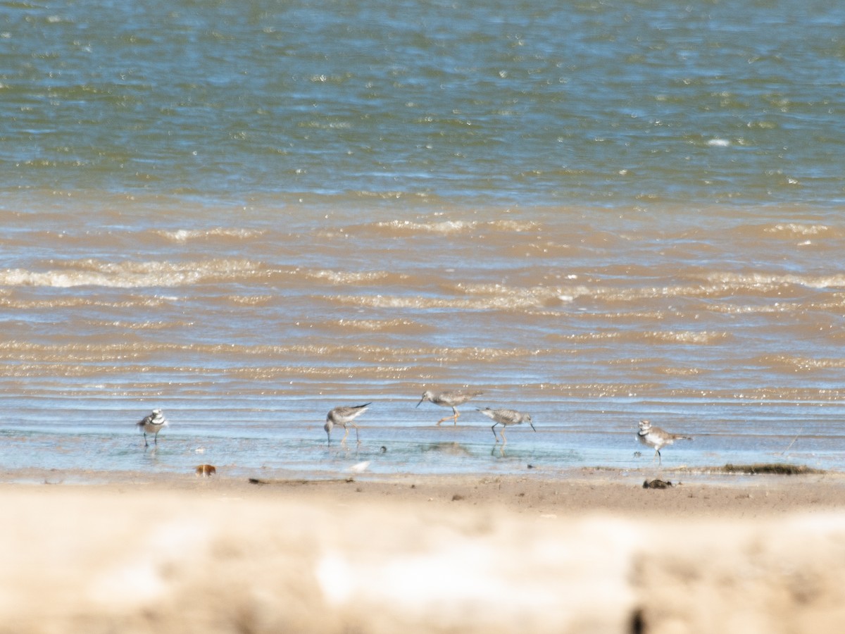 Lesser Yellowlegs - ML490892111