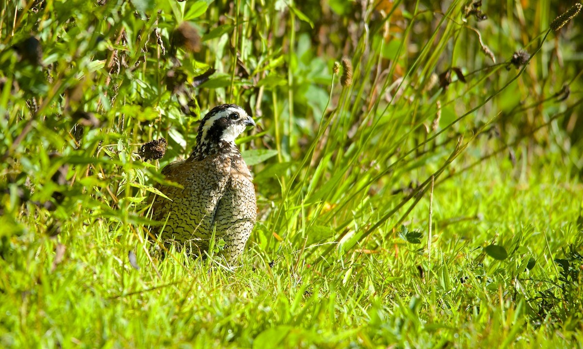 Northern Bobwhite - ML490892161