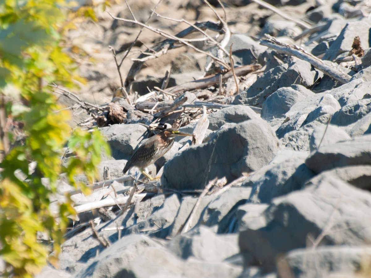 Green Heron - ML490892521