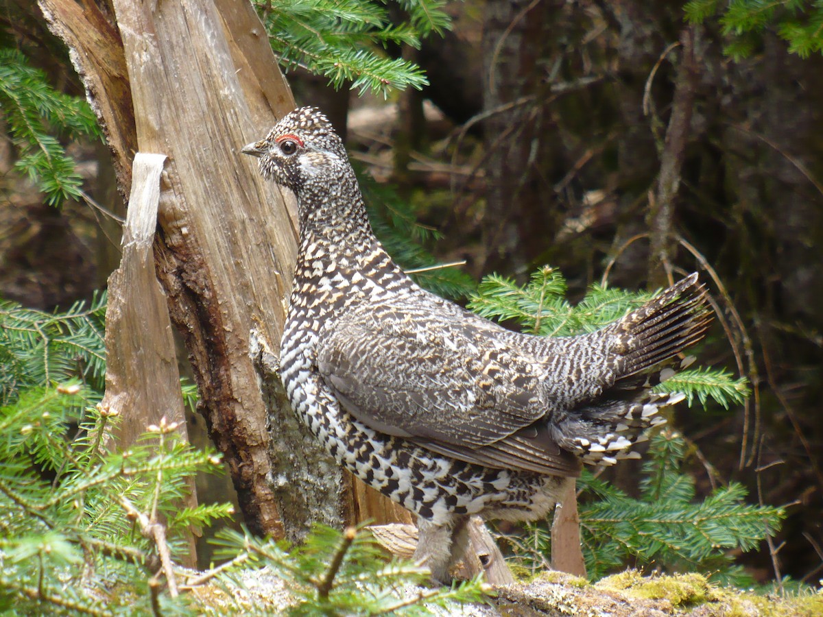 Spruce Grouse - ML490893351