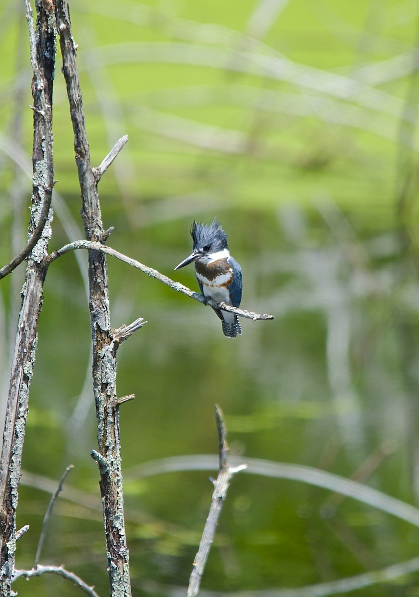 Belted Kingfisher - ML490893651