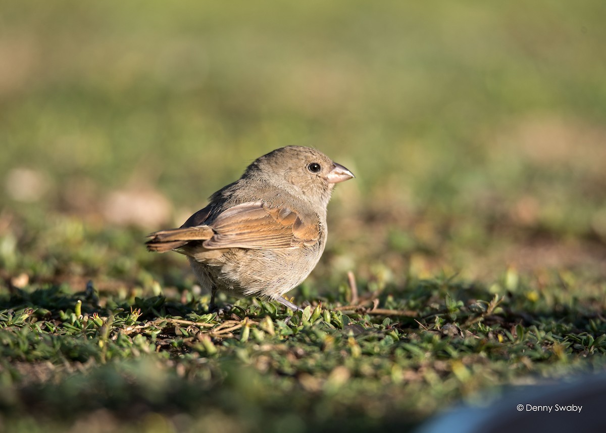 Barbados Bullfinch - ML49089411