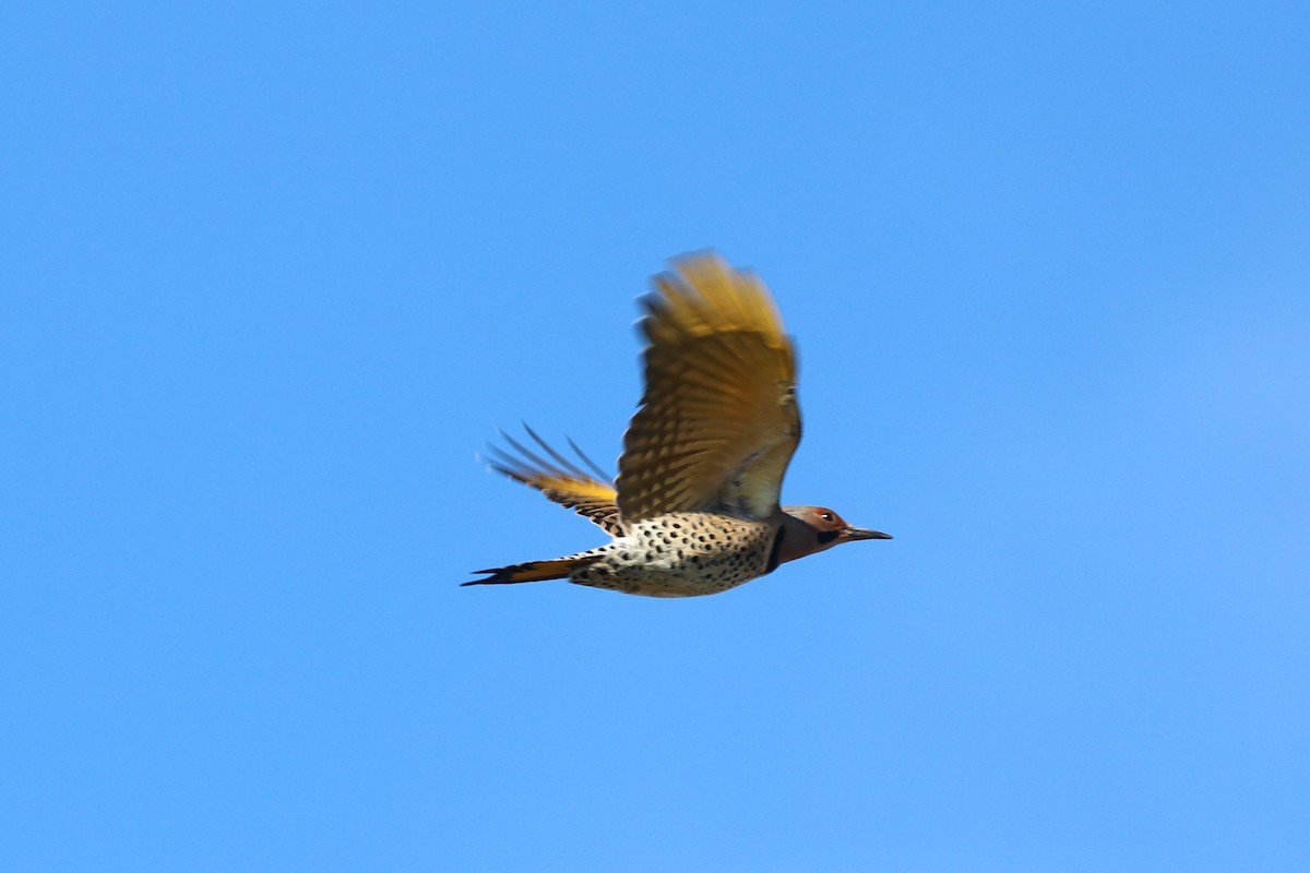 Northern Flicker (Yellow-shafted) - ML490895851