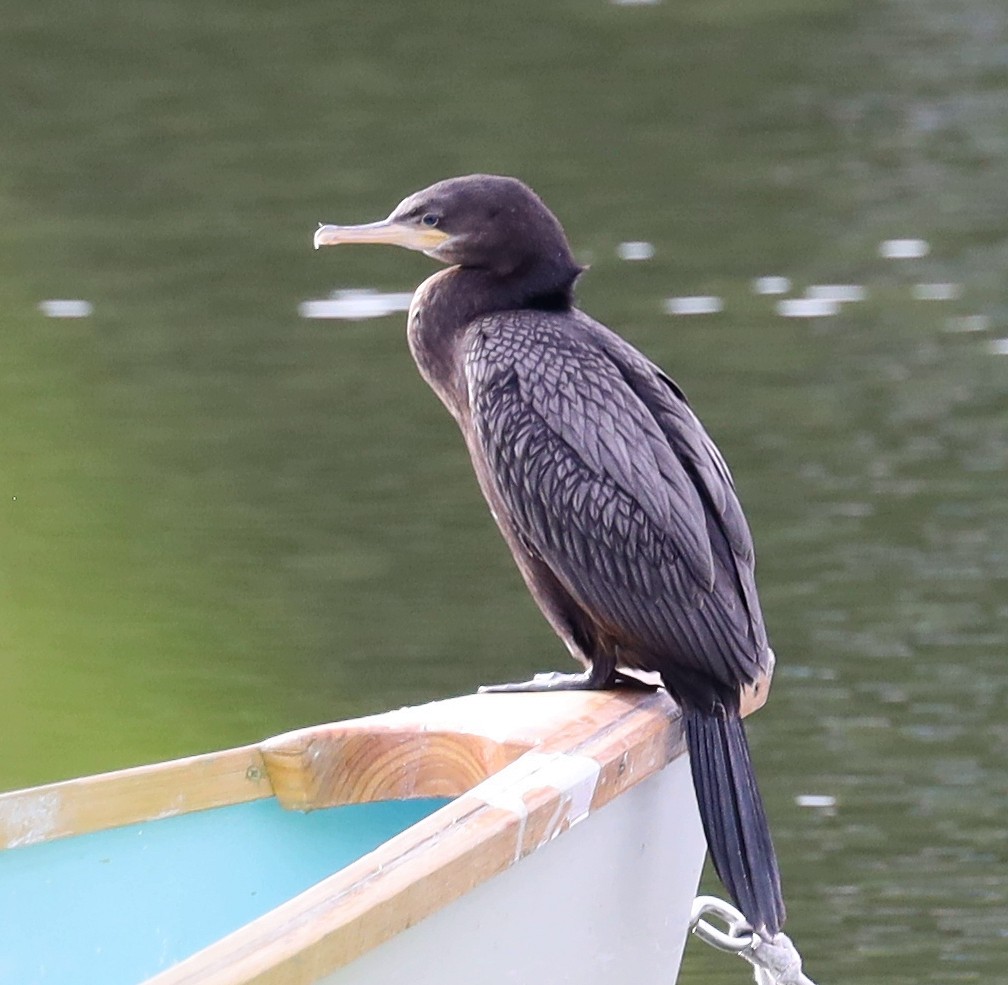 Neotropic Cormorant - Steven Pitt