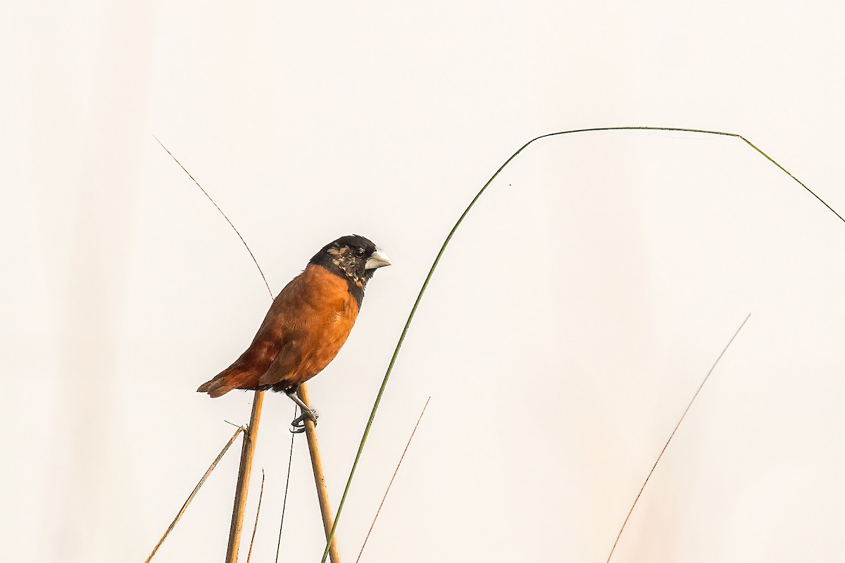 Chestnut Munia - ML490896841