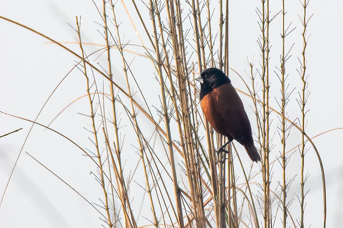 Chestnut Munia - ML490897321