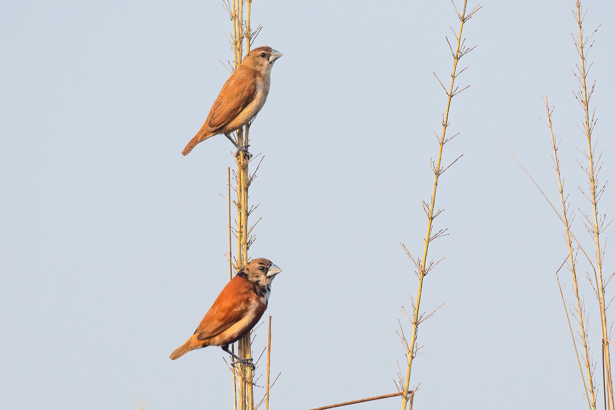 Chestnut Munia - ML490897331