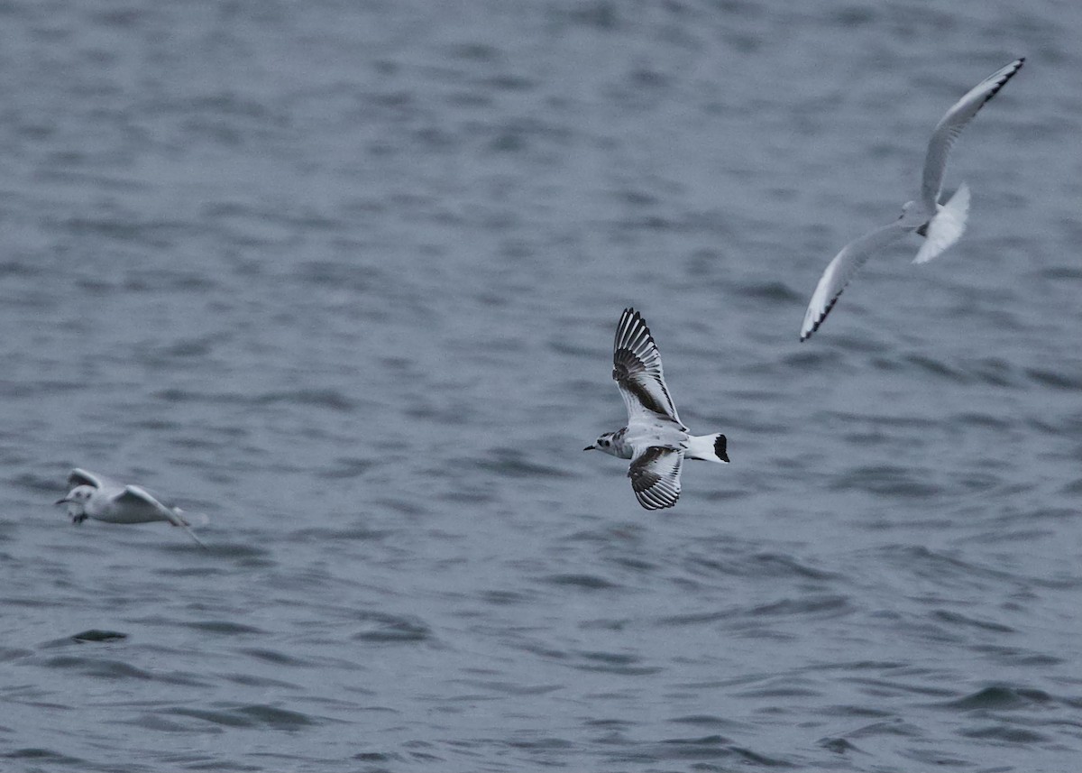 Little Gull - Gerard Phillips