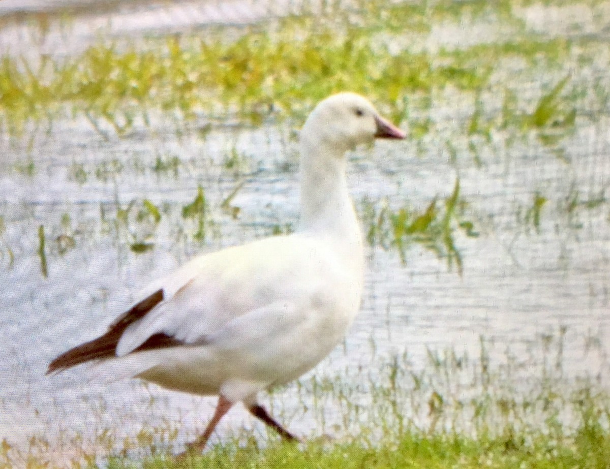 Ross's Goose - ML49089911