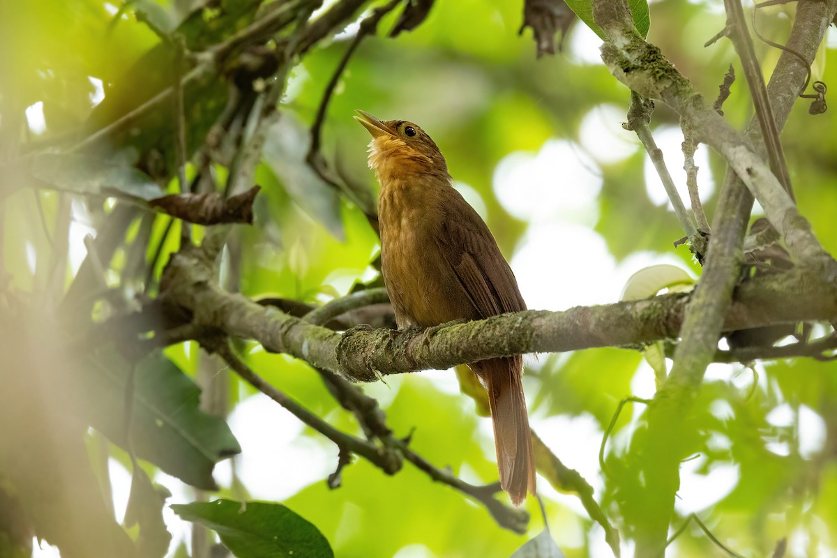 Ochre-throated Foliage-gleaner - Thibaud Aronson