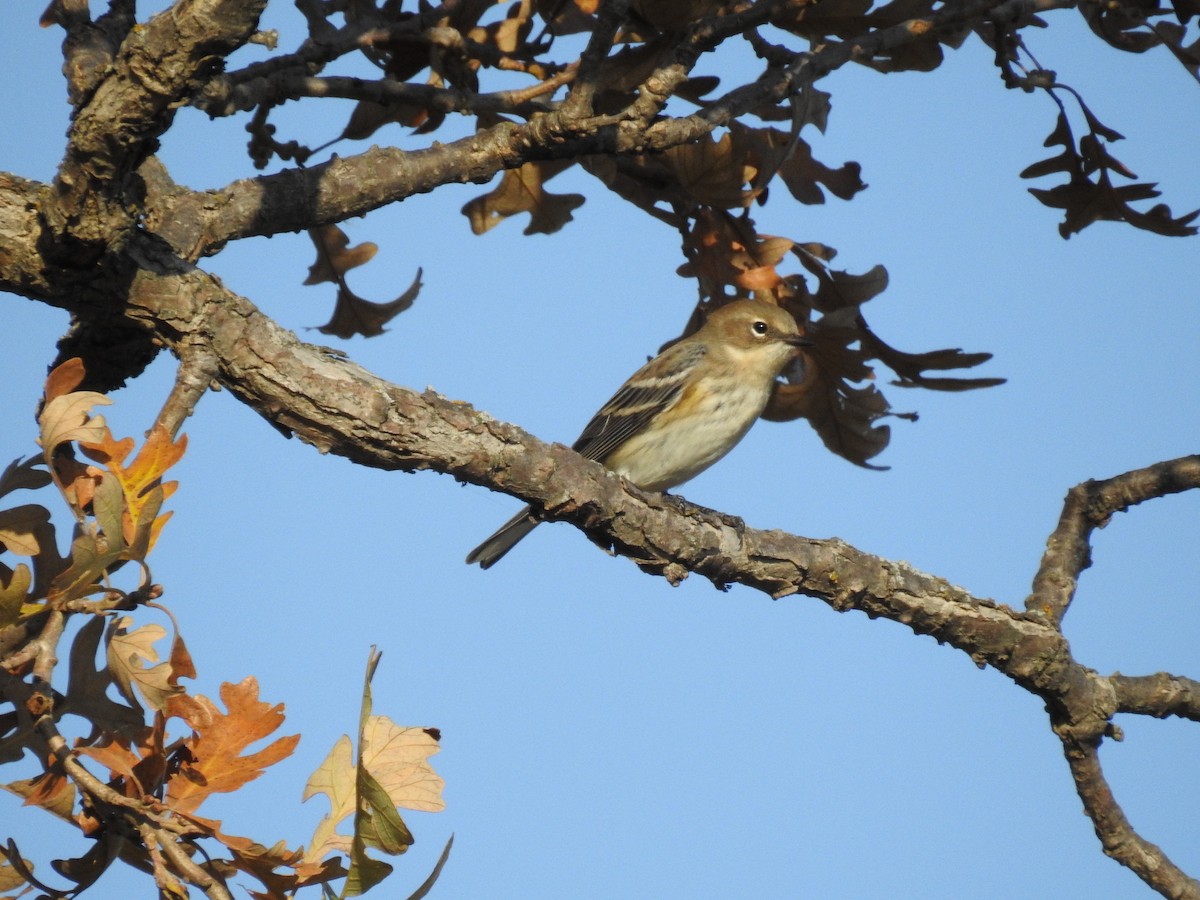 Yellow-rumped Warbler - ML490899711