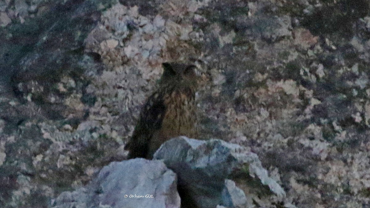 Eurasian Eagle-Owl - ML490901731