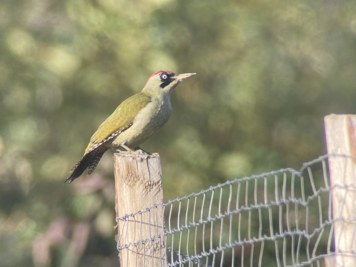 Eurasian Green Woodpecker - ML490902161