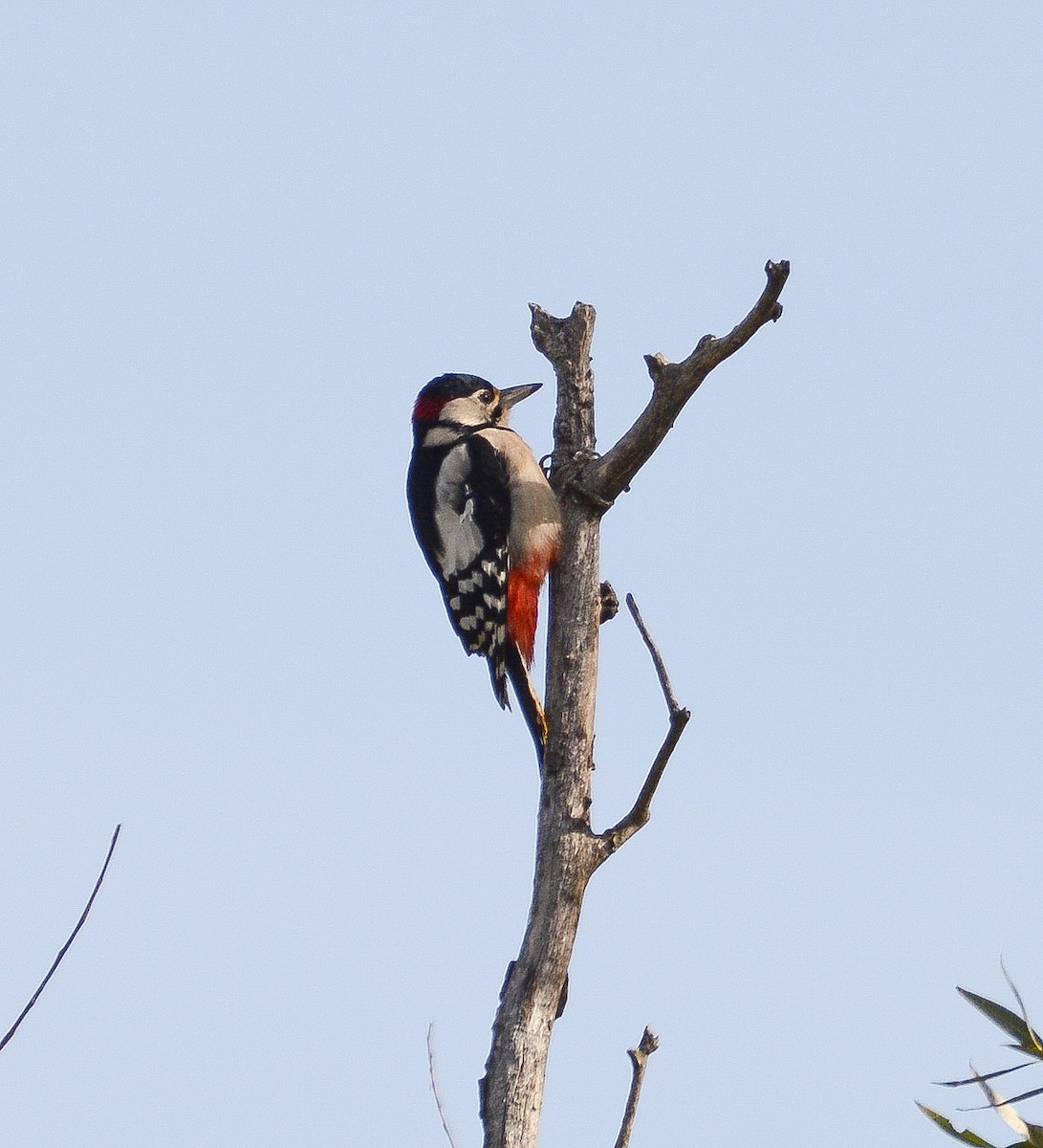 Great Spotted Woodpecker - ML490902731