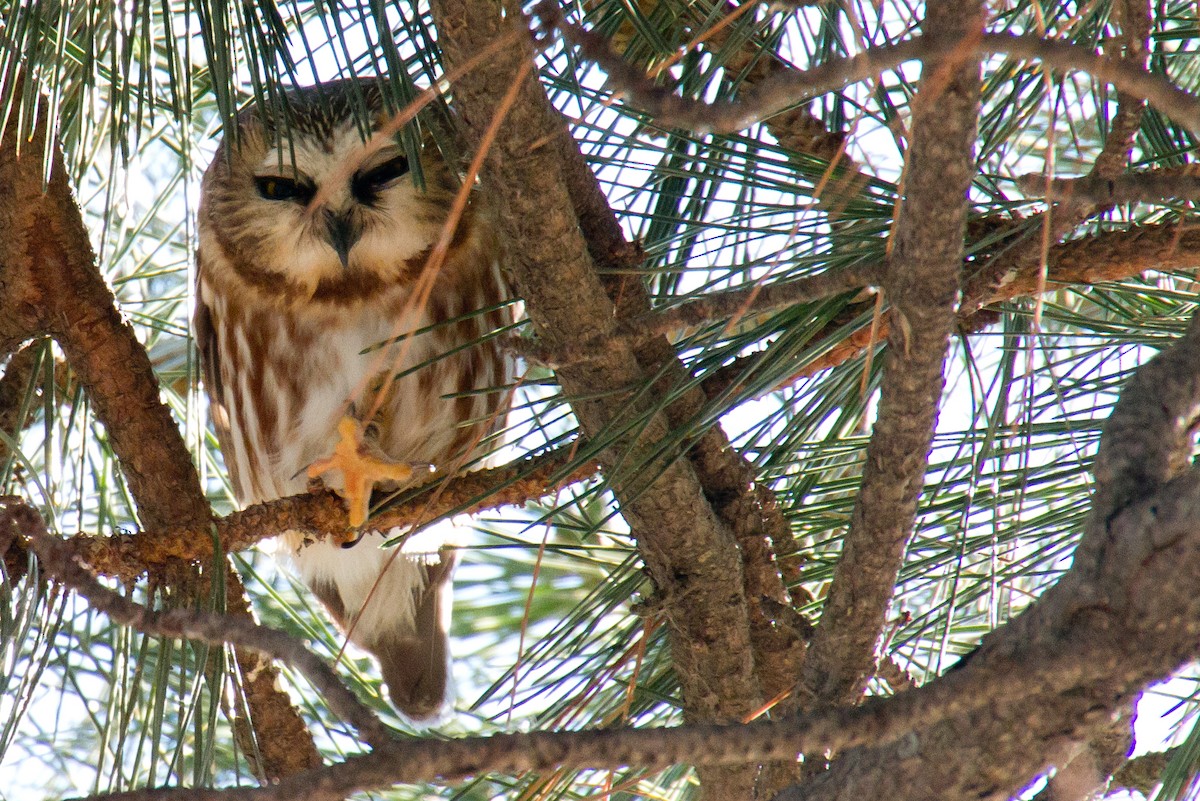 Northern Saw-whet Owl - ML49090291