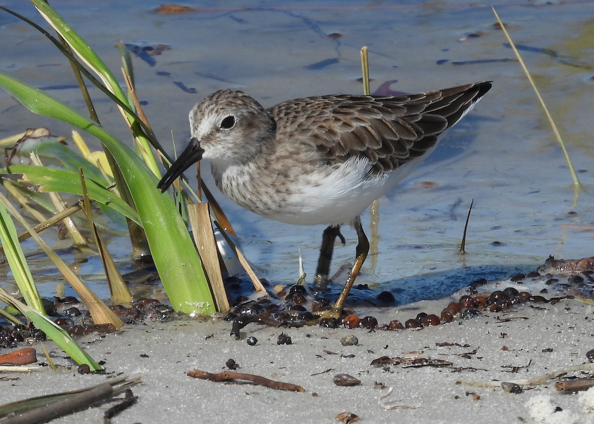 Least Sandpiper - John  Paalvast