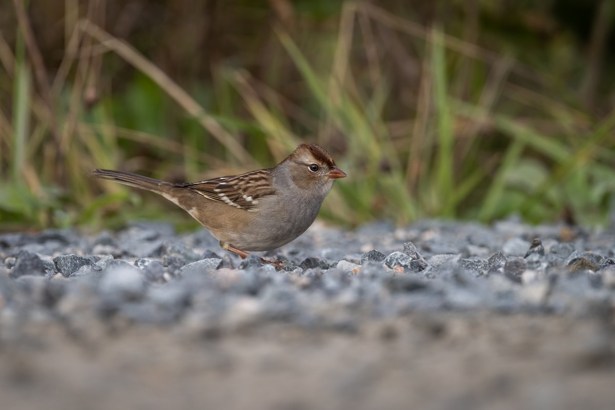 White-crowned Sparrow - ML490905581