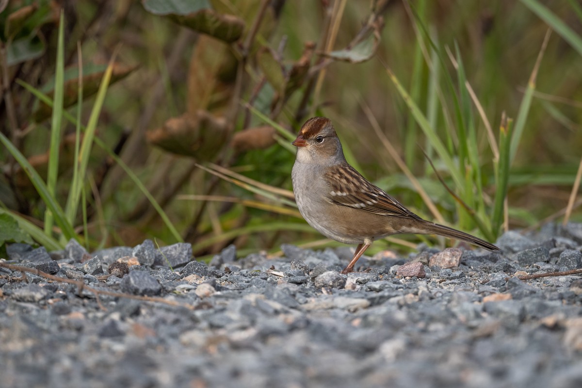 White-crowned Sparrow - ML490905591