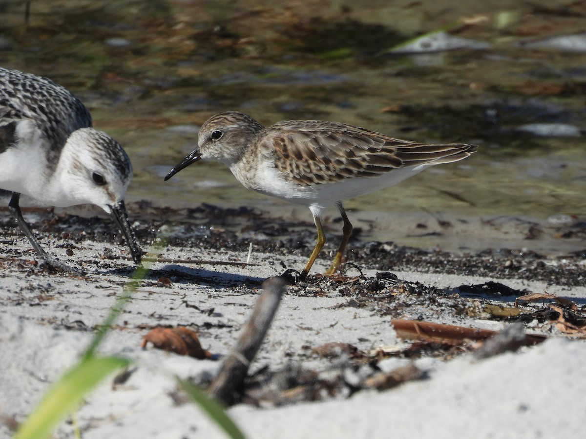 Least Sandpiper - John  Paalvast