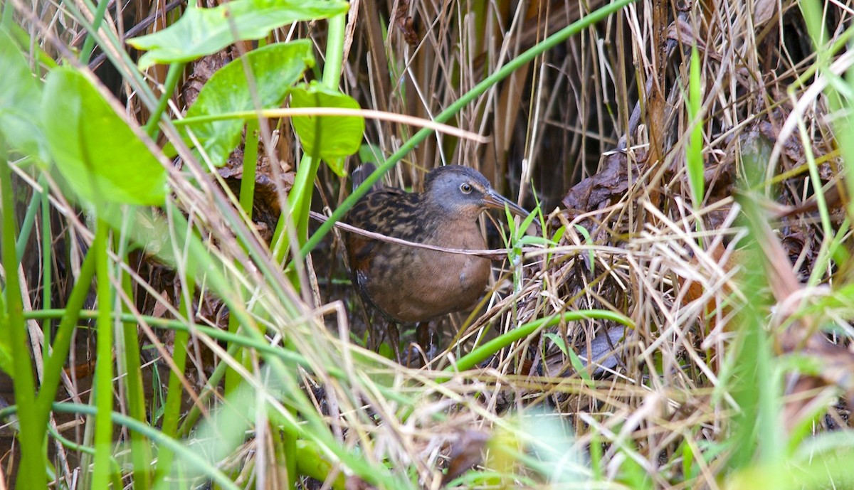 Virginia Rail - ML490909271