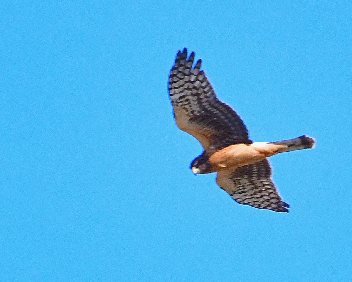 Northern Harrier - ML490909331