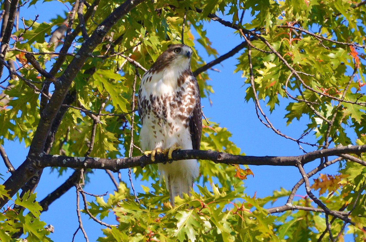 Red-tailed Hawk (borealis) - ML490909871