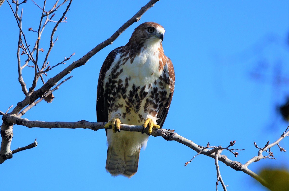 Red-tailed Hawk (borealis) - ML490909881