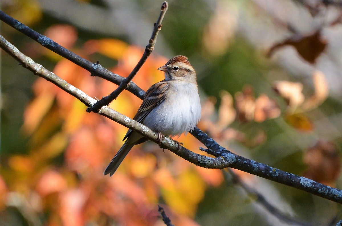 Chipping Sparrow - Bob Baker