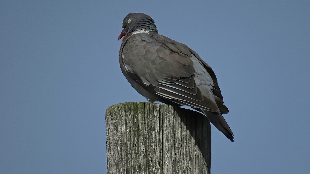 Common Wood-Pigeon - ML490911141