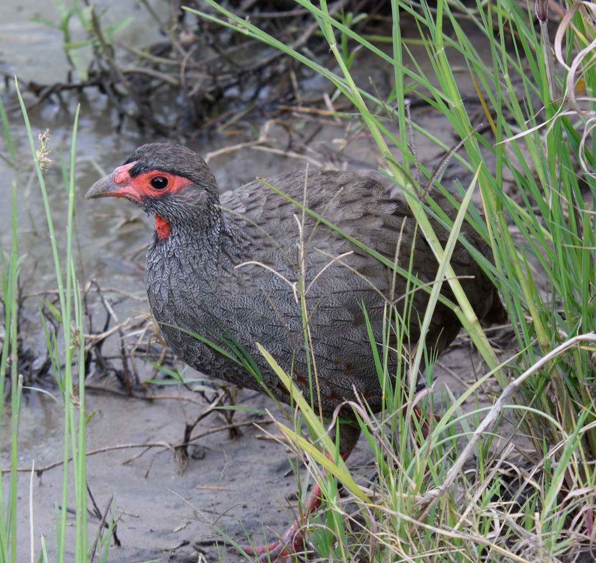 Red-necked Spurfowl - ML490911691