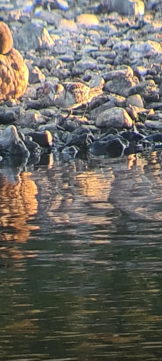 Little Stint - ML490913421