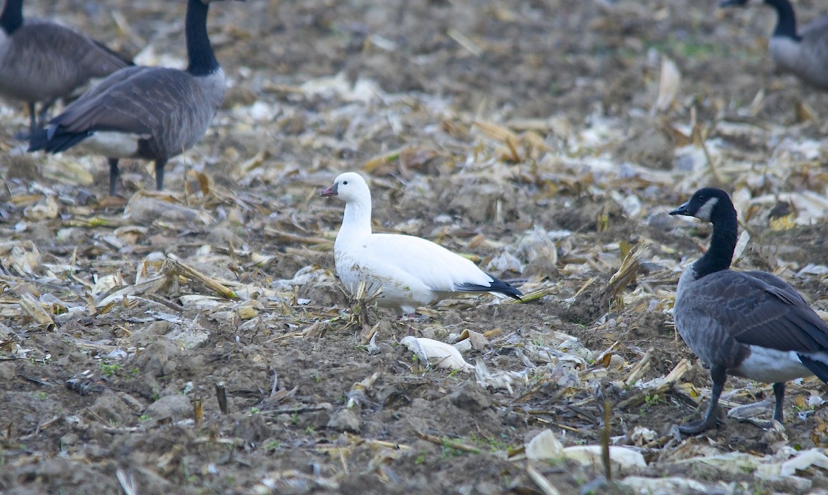 Ross's Goose - ML490913541