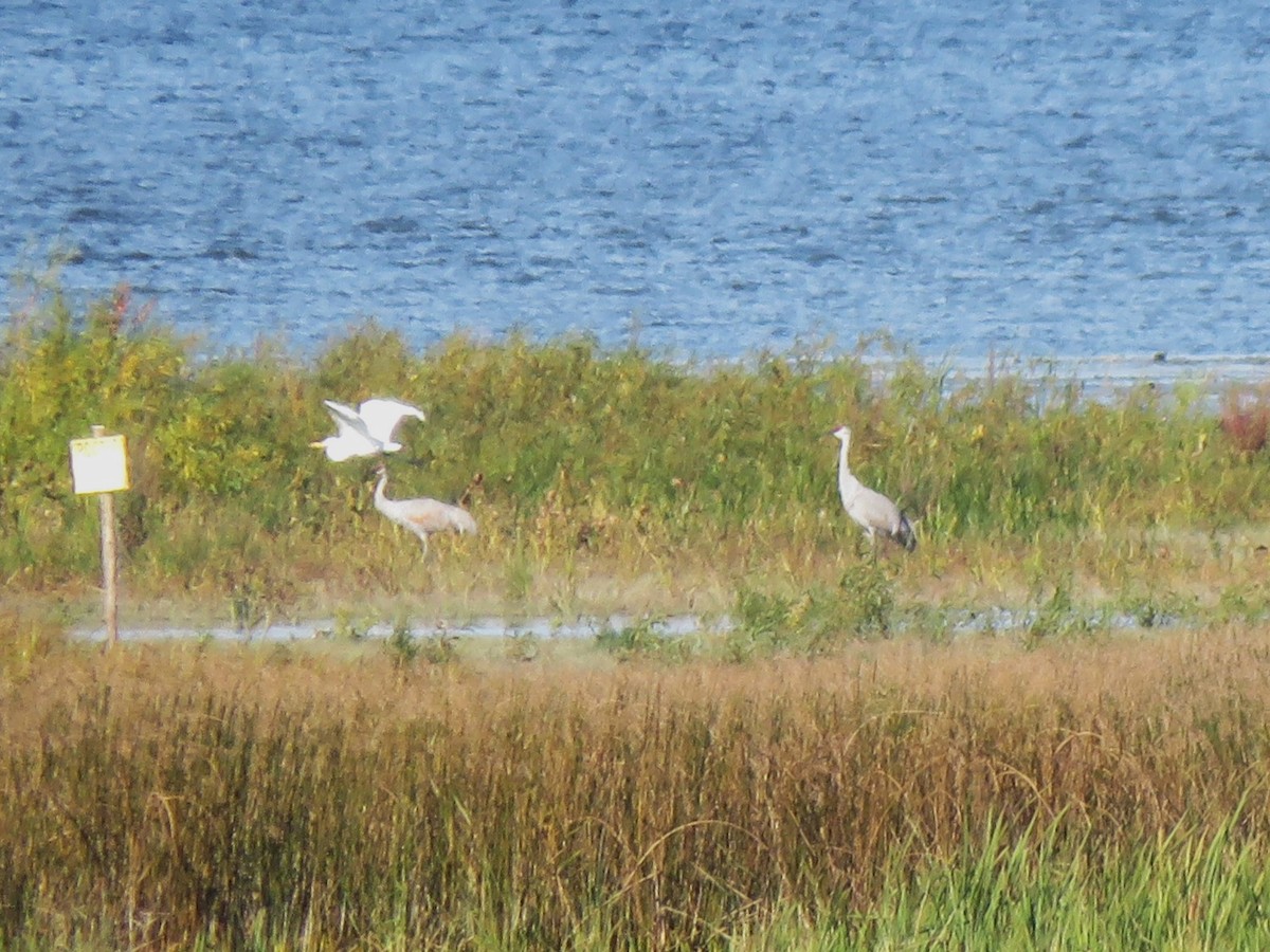 Sandhill Crane - ML490915391