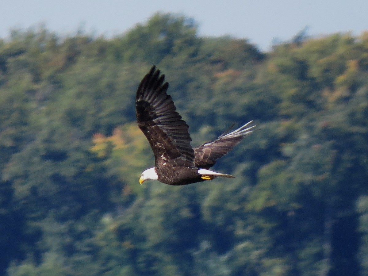 Bald Eagle - ML490915661