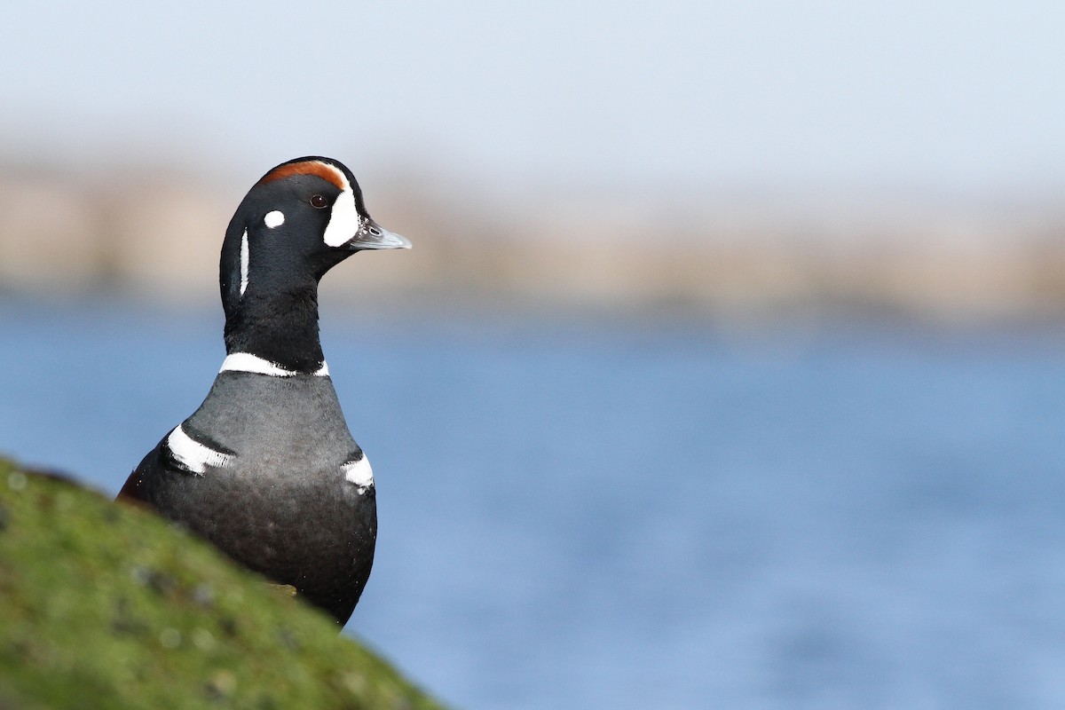 Harlequin Duck - ML49091681