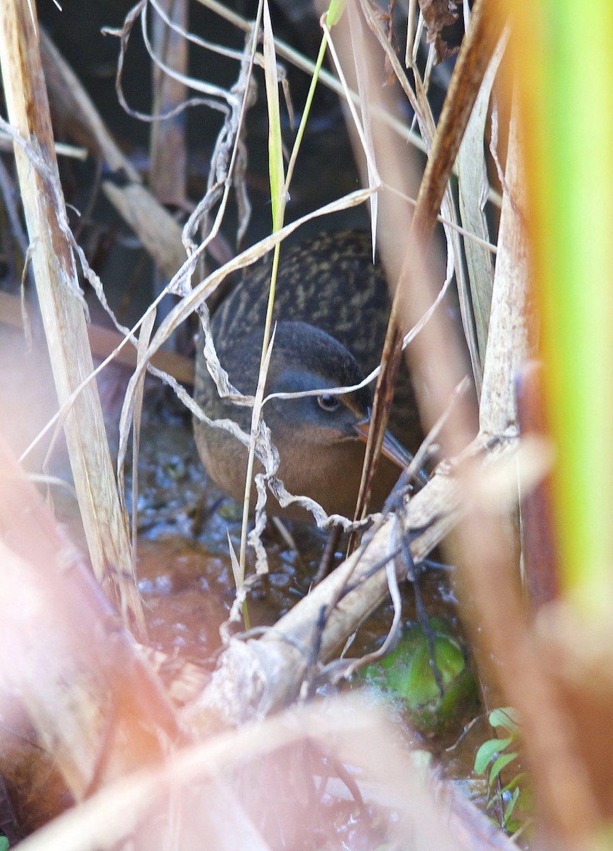 Virginia Rail - ML490919821