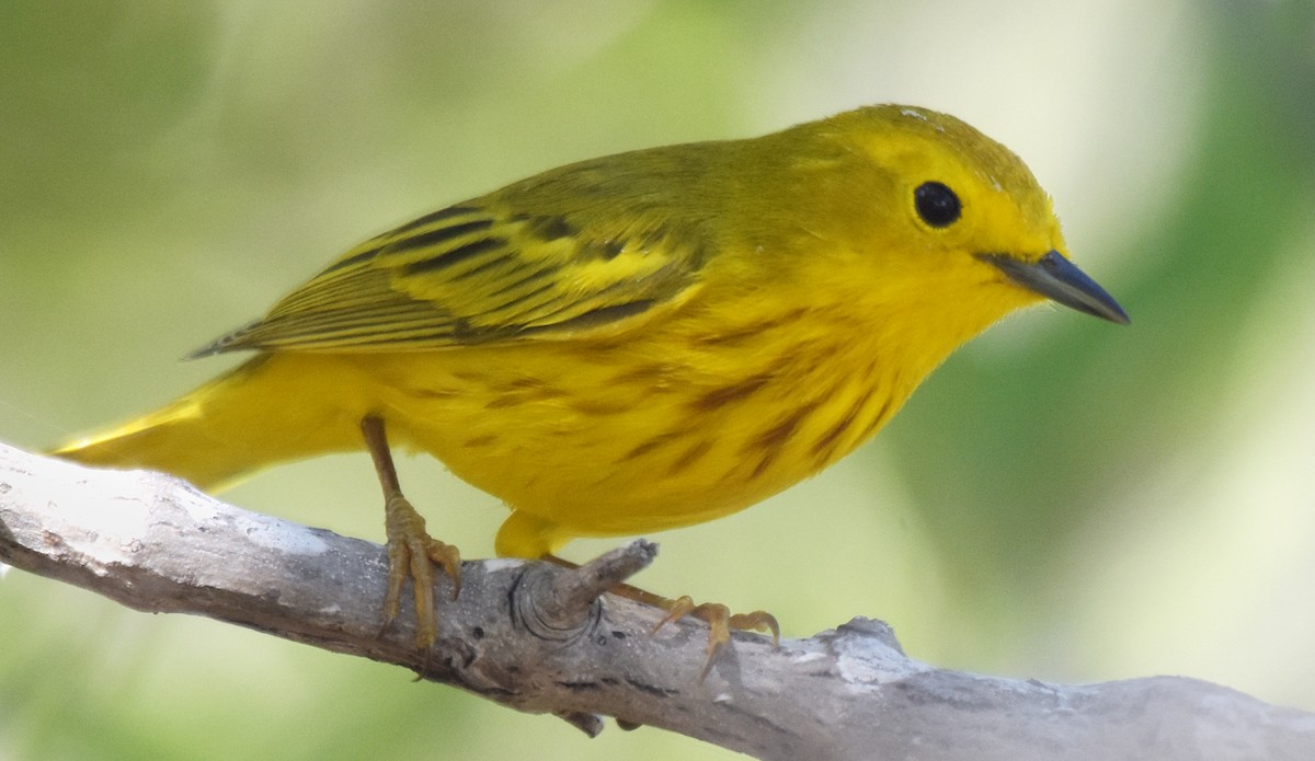 Yellow Warbler (Golden) - ML49092151