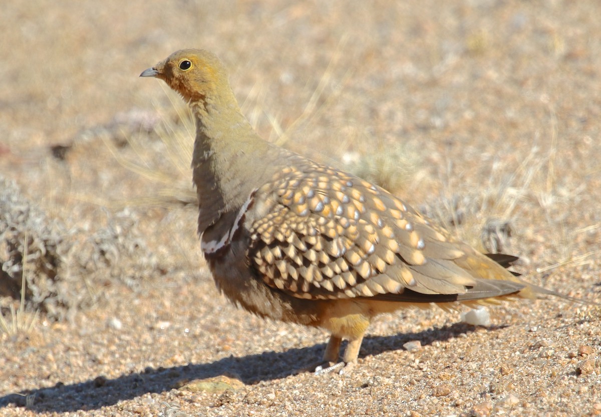 Namaqua Sandgrouse - ML49092261