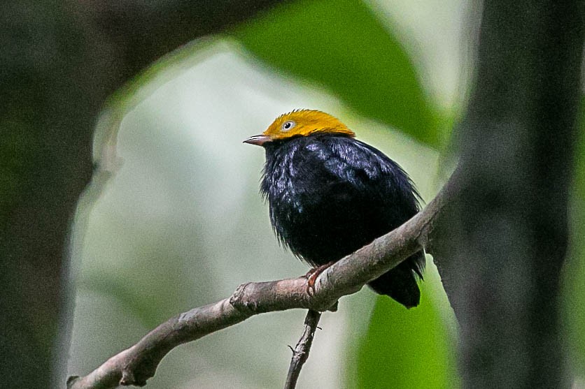 Golden-headed Manakin - ML490923651