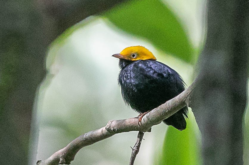 Golden-headed Manakin - ML490923661
