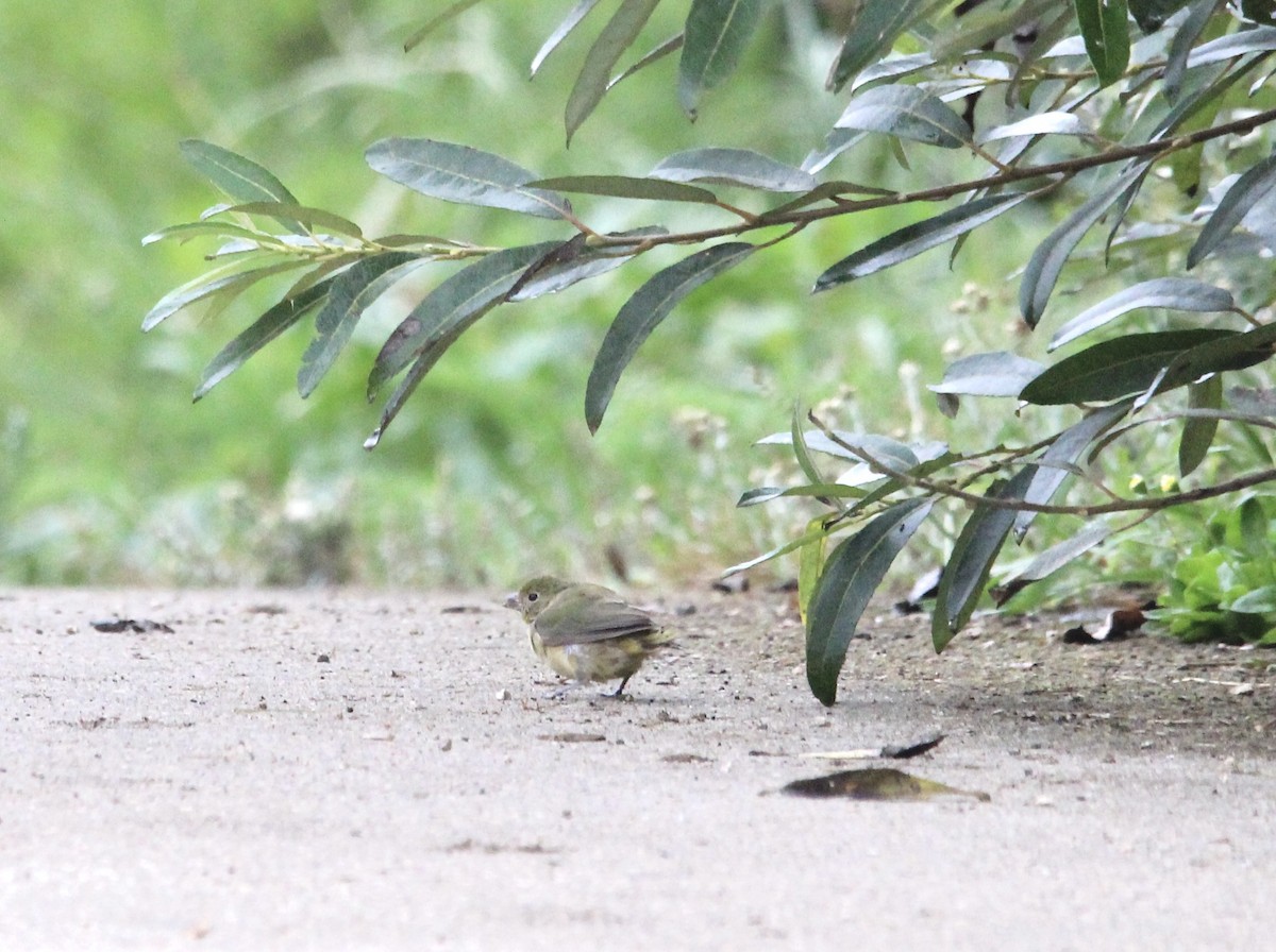 Painted Bunting - ML490924801